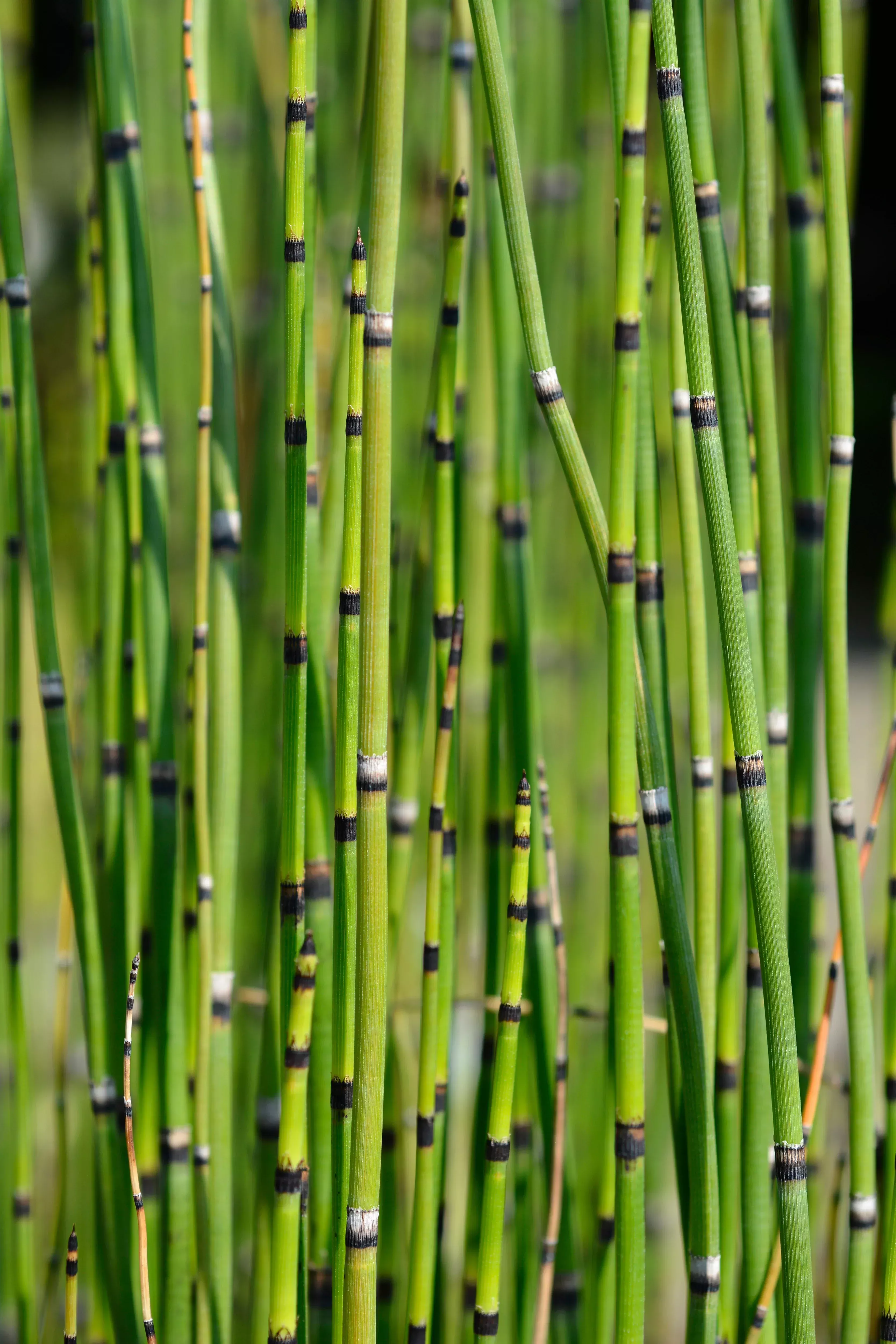 Horsetail Rush – 4″ Pot