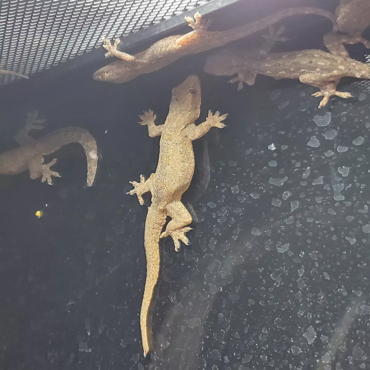 House Gecko (Hemidactylus spp.)