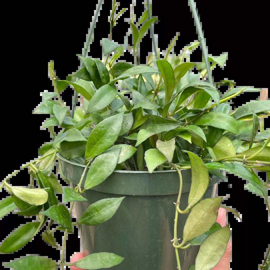 Hoya lacunosa