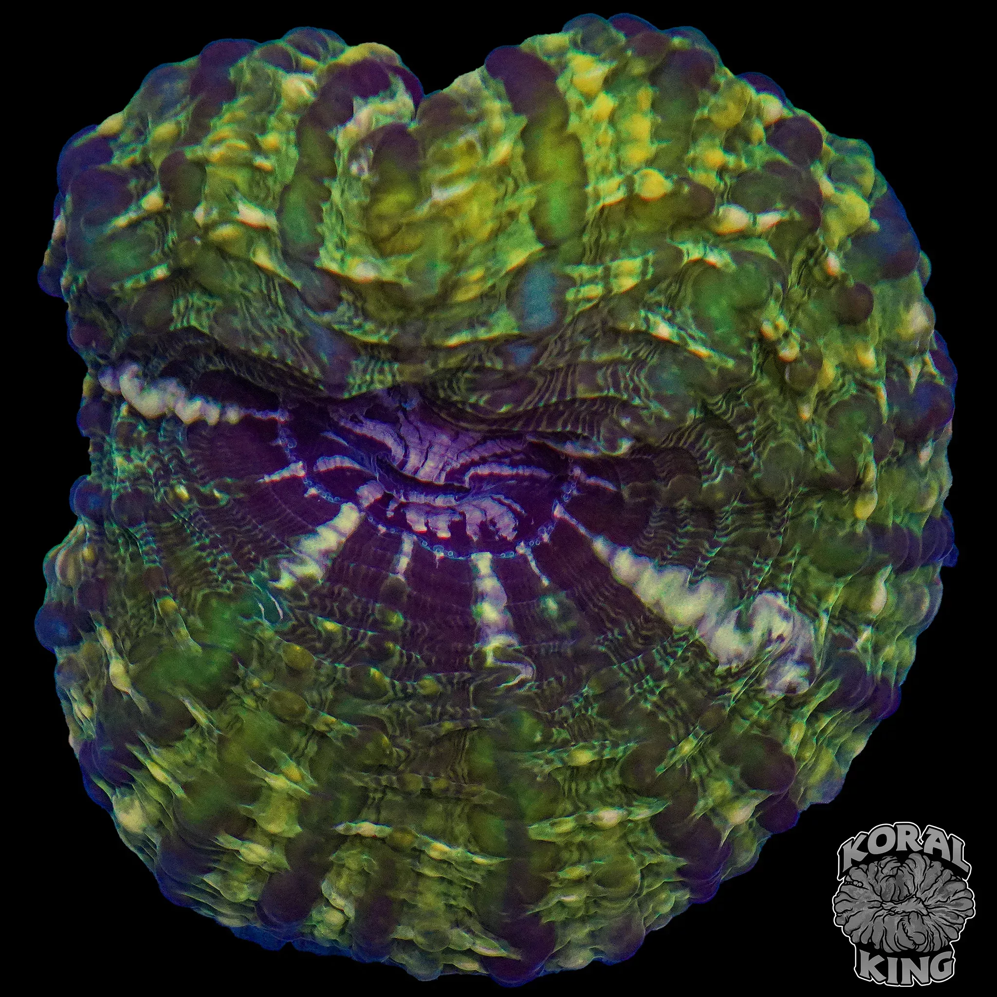 Hulk’s Heart Indophyllia