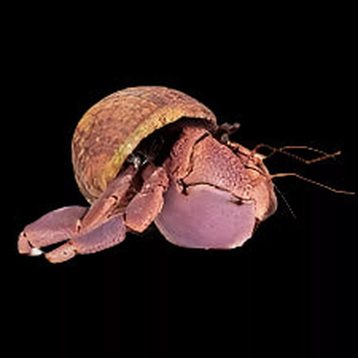 Indonesian Hermit Crab