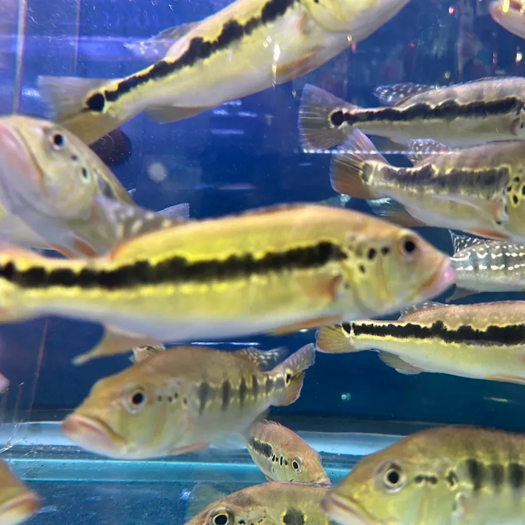Intermedia Peacock Bass (Cichla intermedia)