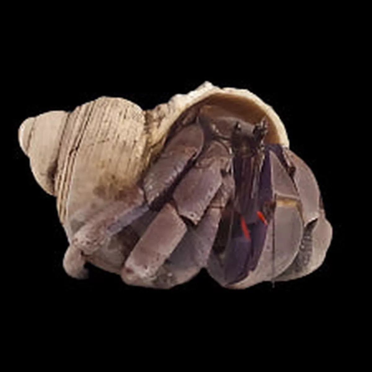 Kamurasaki Hermit Crab