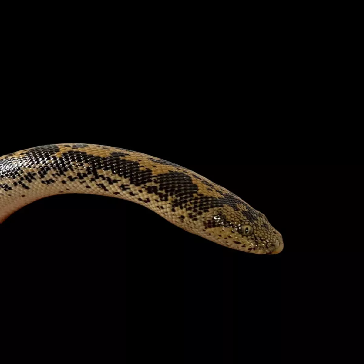 Kenyan Sand Boa (Normal)