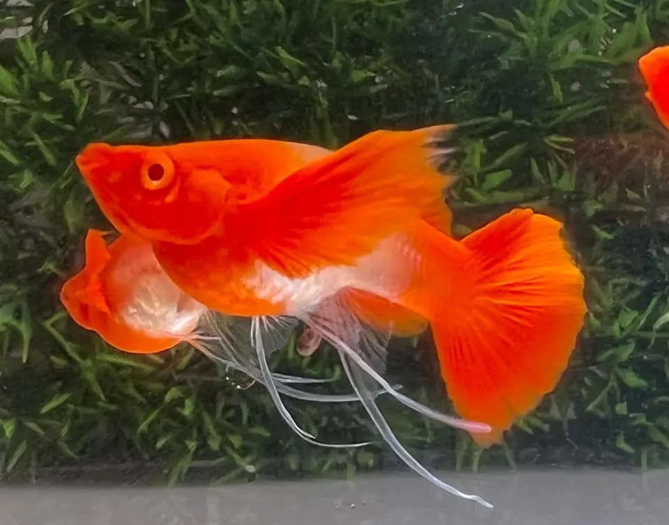 Koi Red Ear Ribbon Butterfly Ear