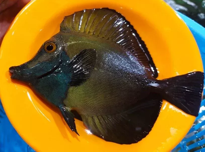 Koi Tang – WYSIWYG – 6″