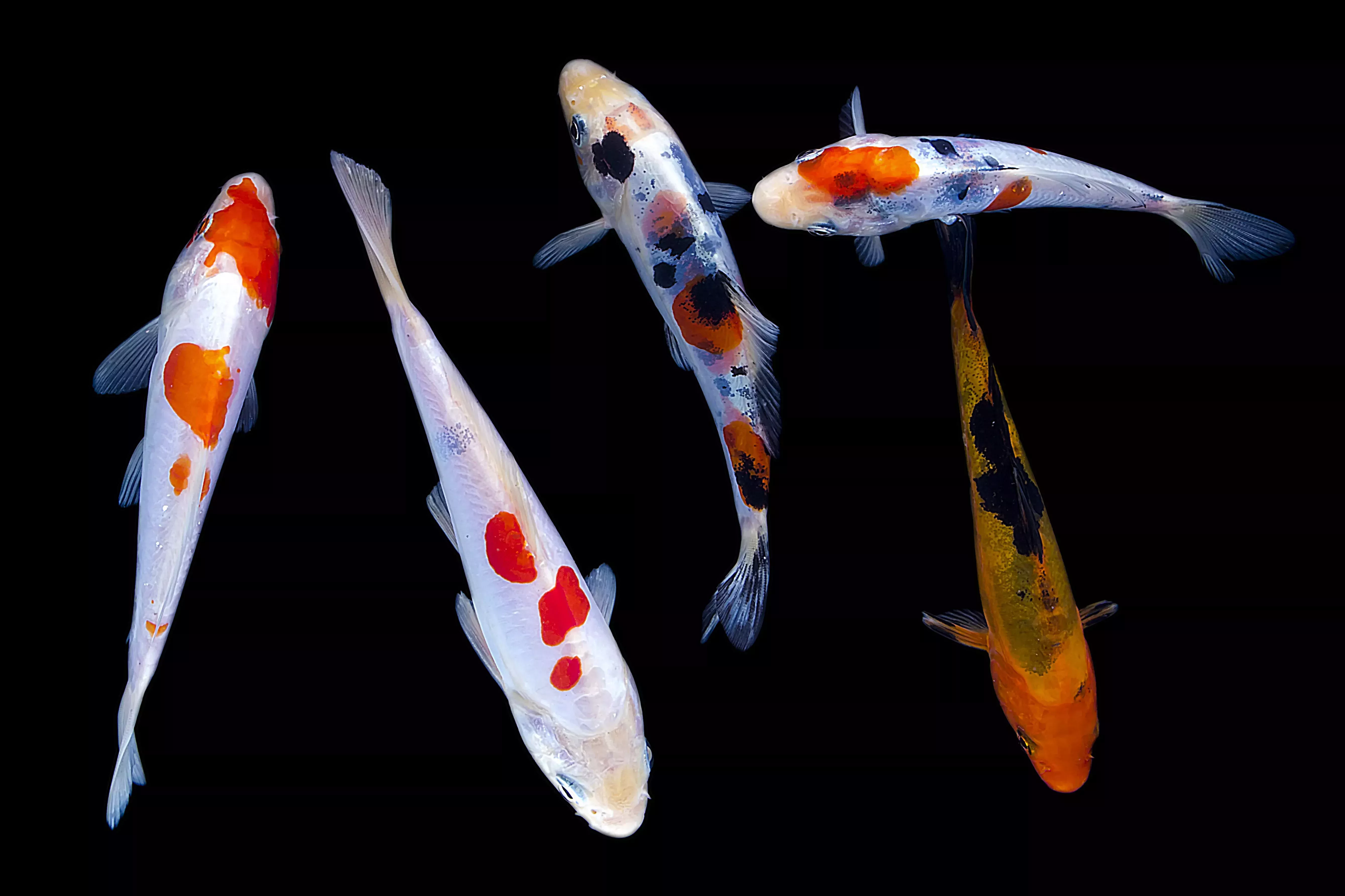 Koi