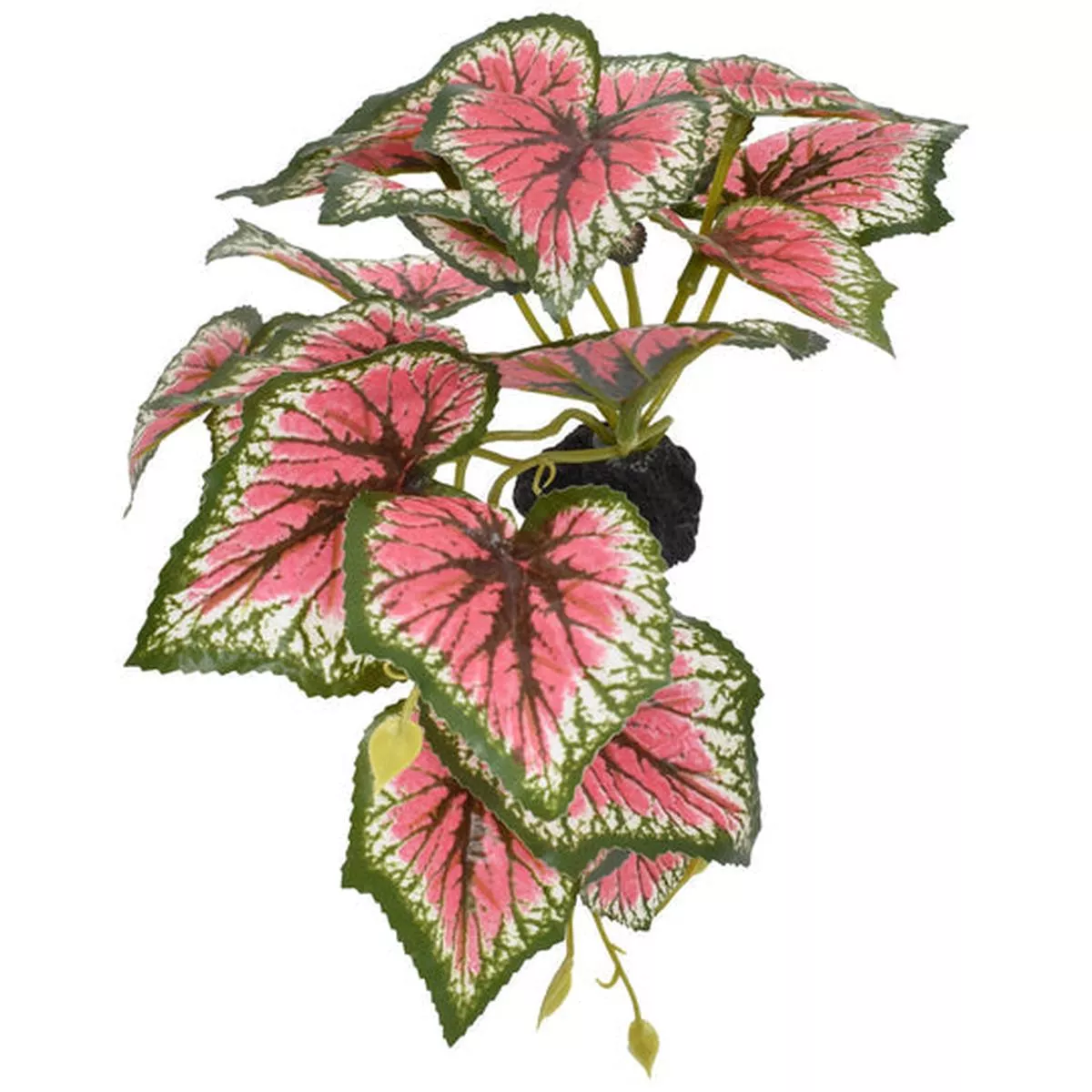 Komodo Caladium – Small 5″