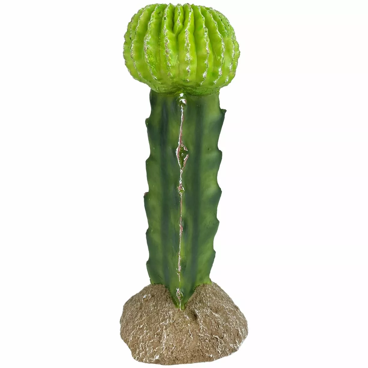 Komodo Moon Cactus 7″