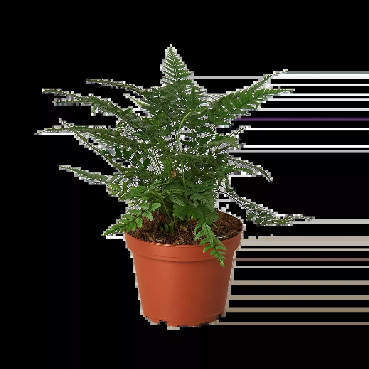 Korean Rock Fern