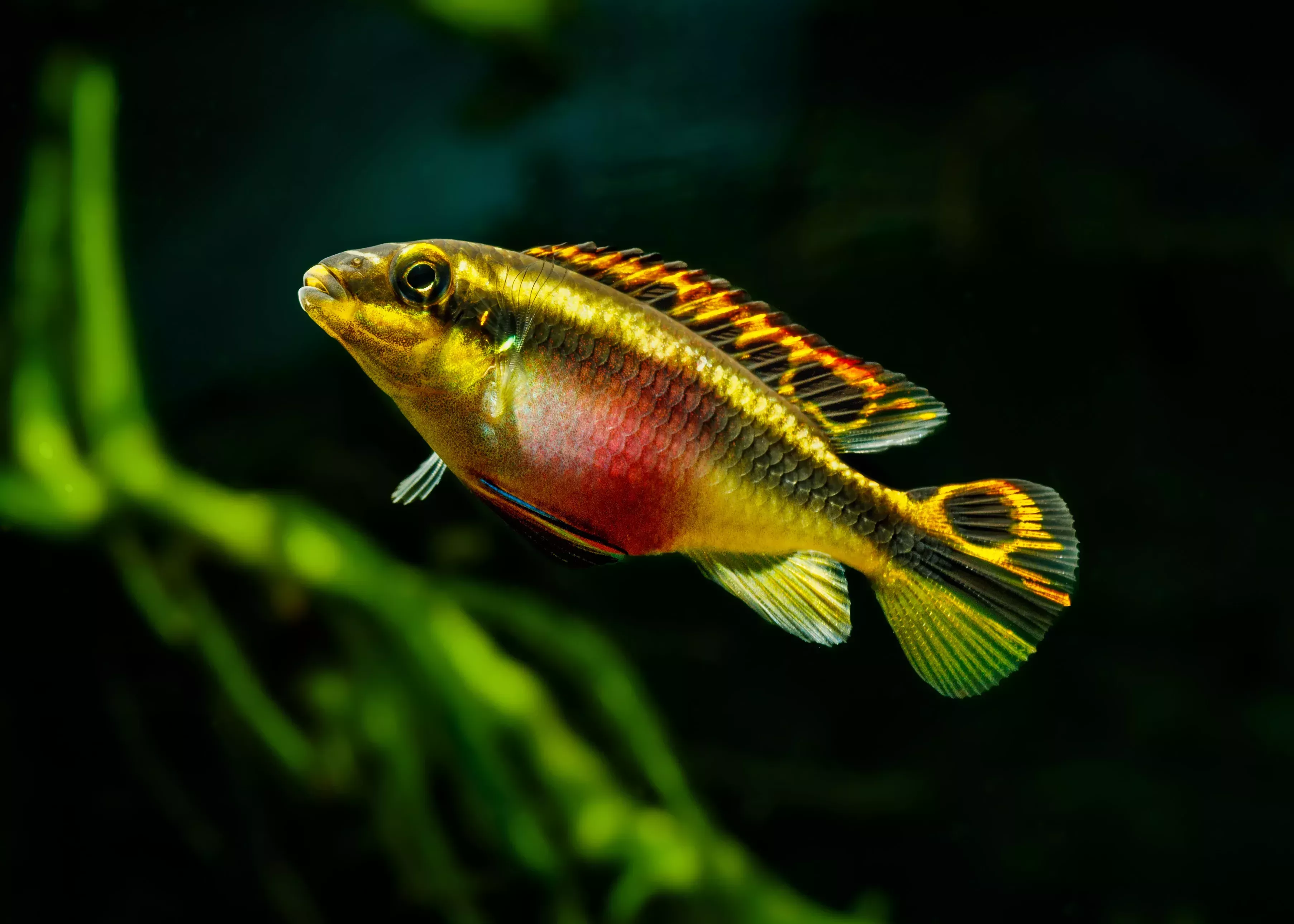 Kribensis Cichlid Female
