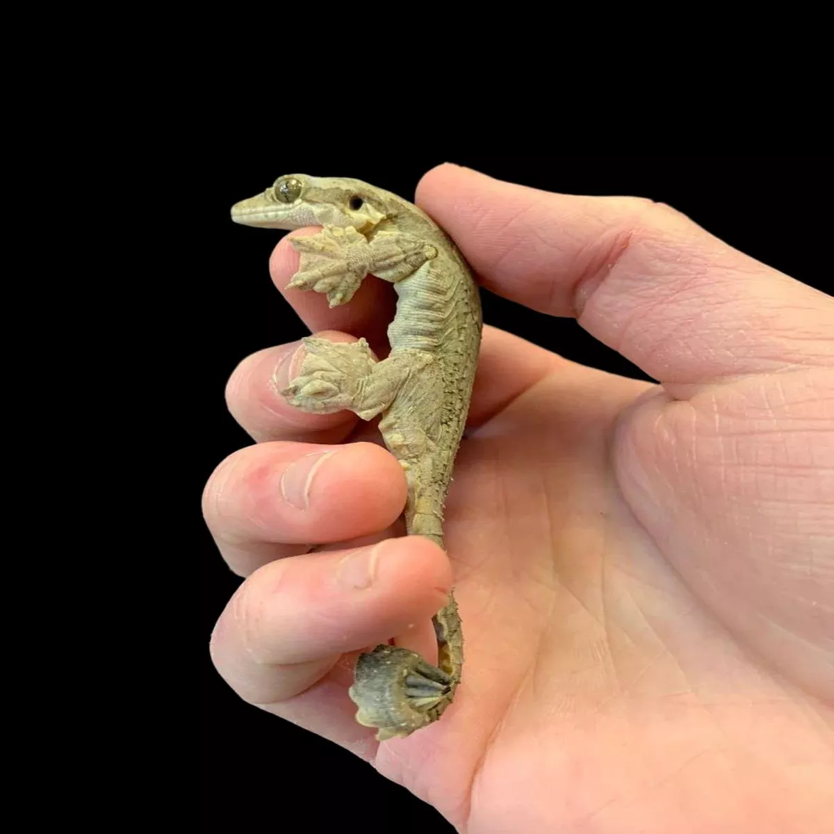 Kuhli’s Flying Gecko
