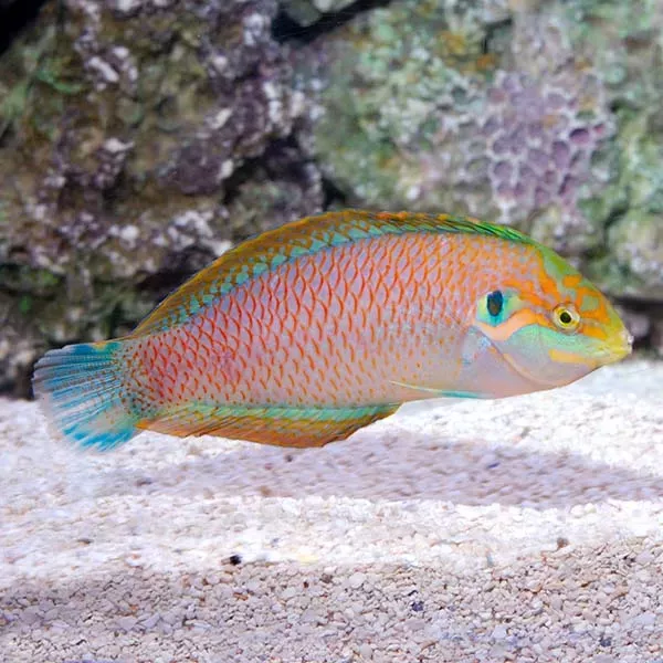 Kuiter’s Leopard Wrasse