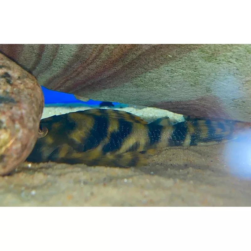 L015 Candy Stripe Pleco