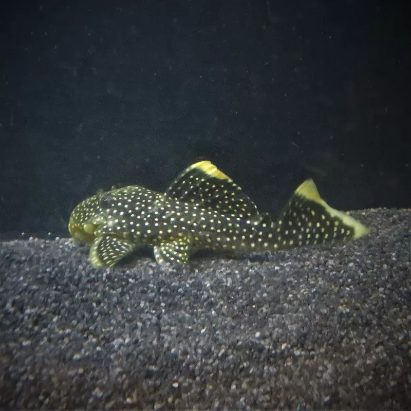 L081 Queen Gold Nugget Pleco