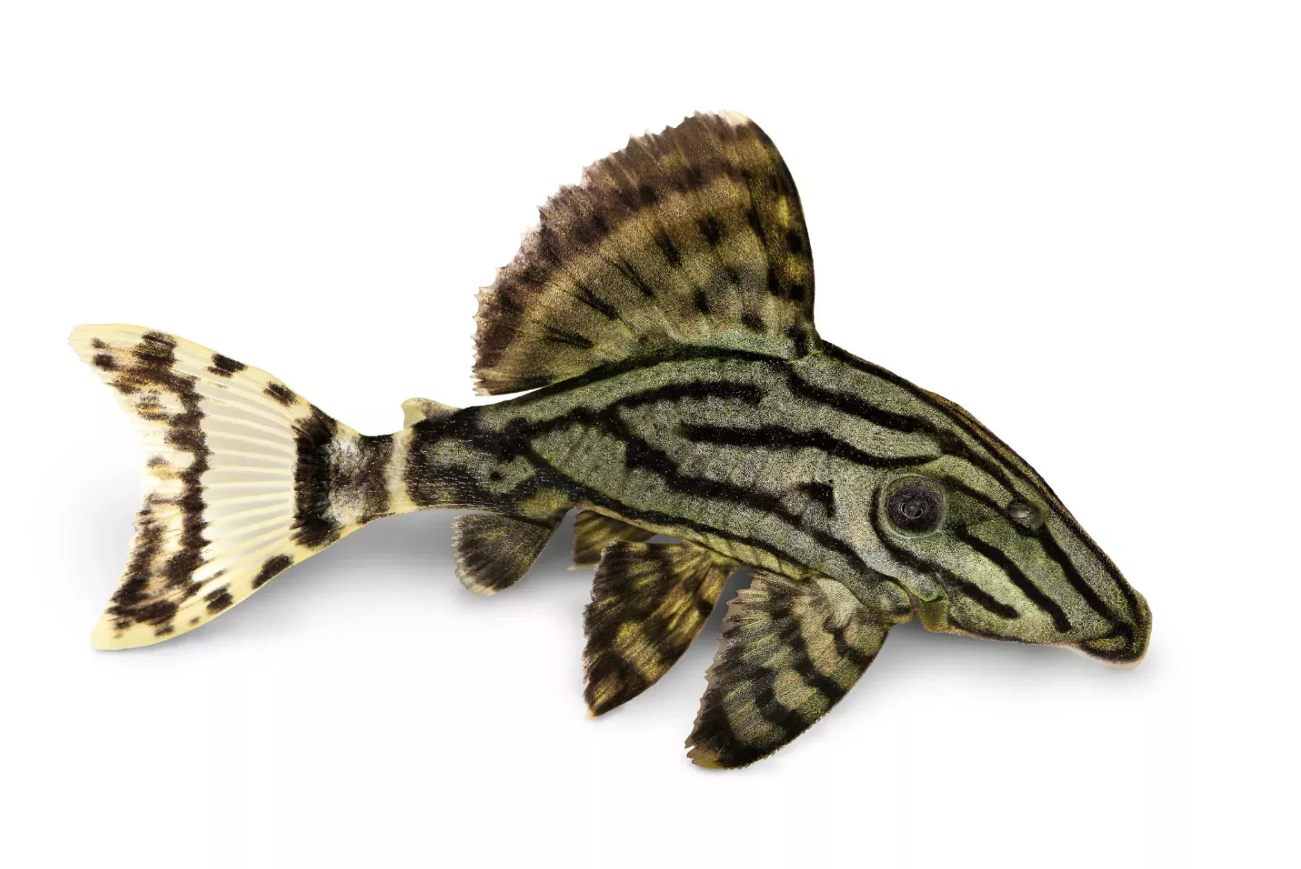 L191 Royal Pleco