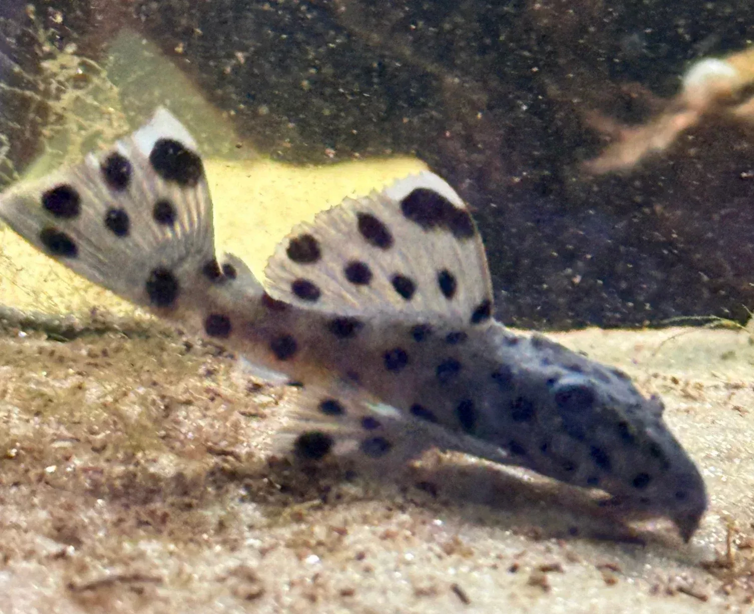 L264 Sultan Pleco- 2.5″