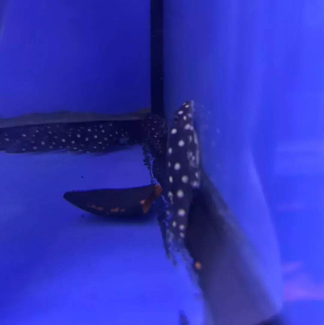 L82 gold spotted opal pleco (Scobinancistrus sp.)