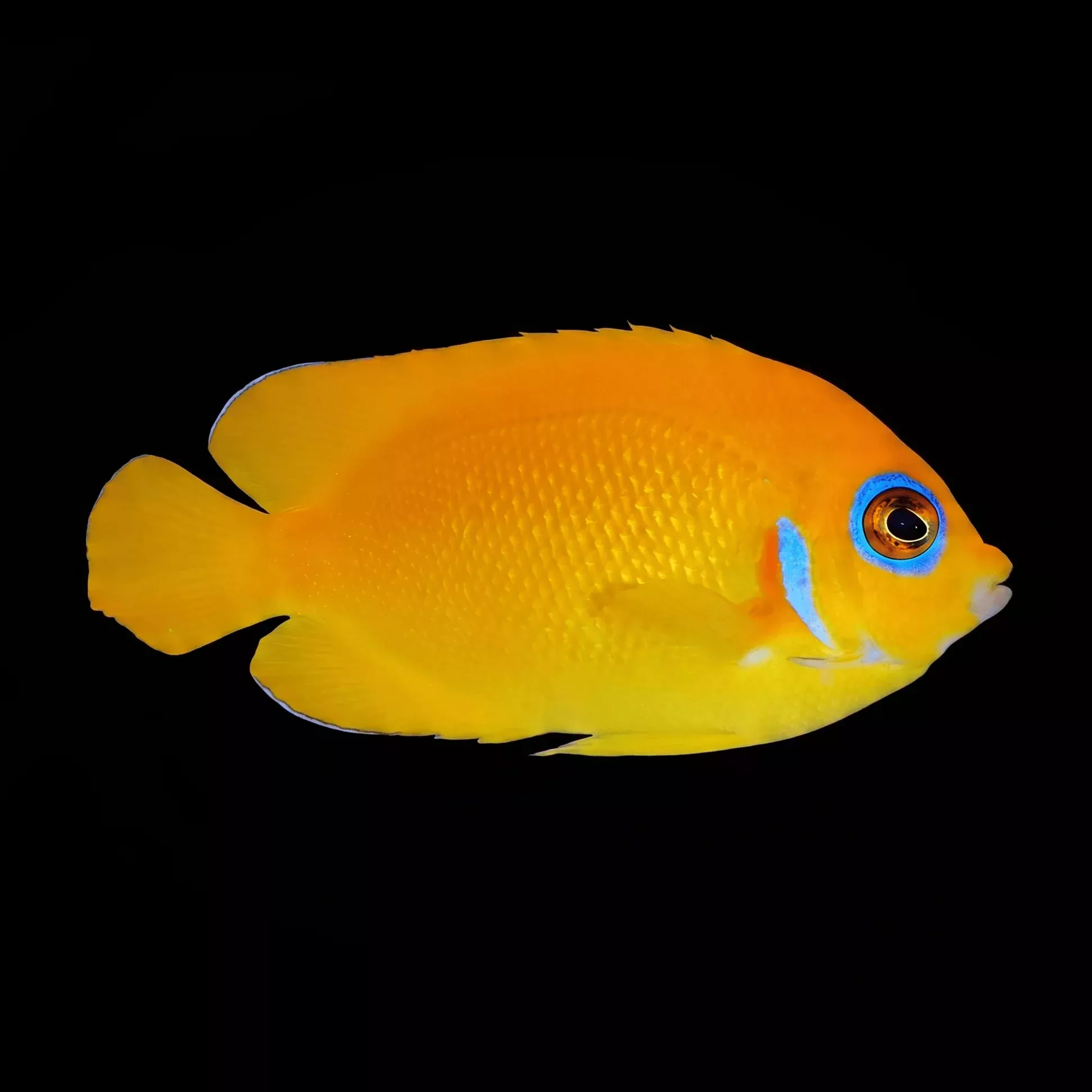 Lemonpeel Angelfish – Centropyge flavissima