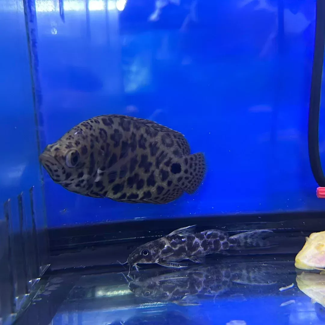 Leopard Bushfish (Ctenopoma acutirostre)