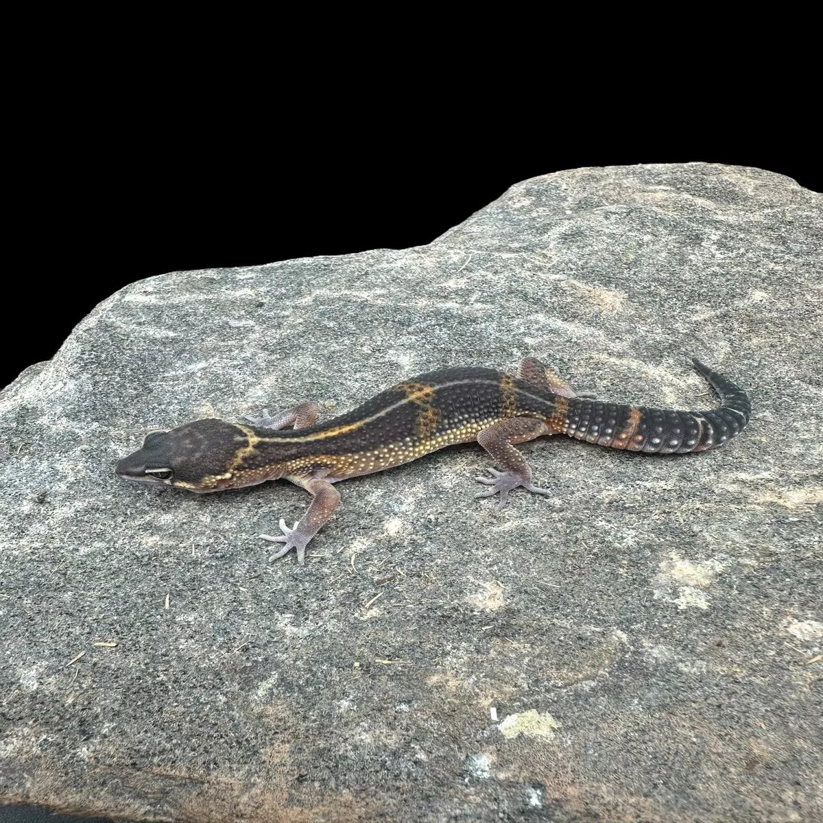 Leopard Gecko (Black Mandarin Black Night)