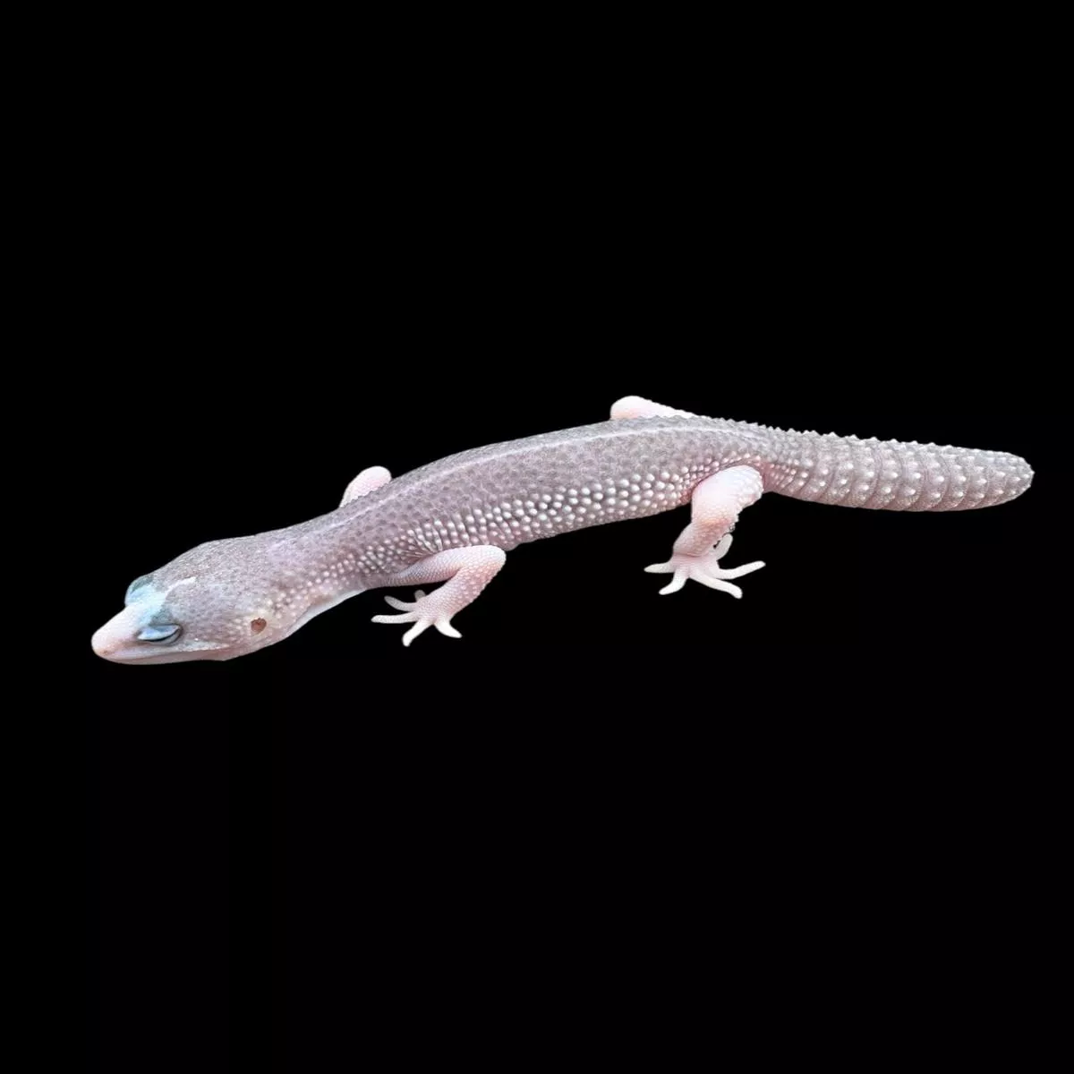 Leopard Gecko (Panda – Black Night Super Snow Eclipse)