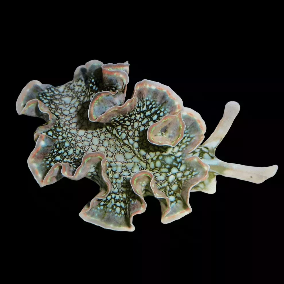 Lettuce Nudibranch