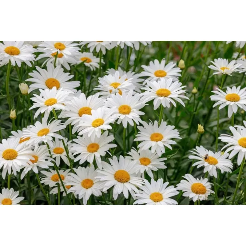 (Leucanthemum x ‘S Dream Big’) – 1 gallon