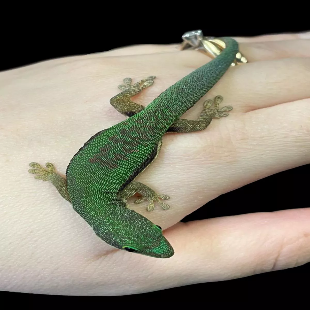 Lined Day Gecko