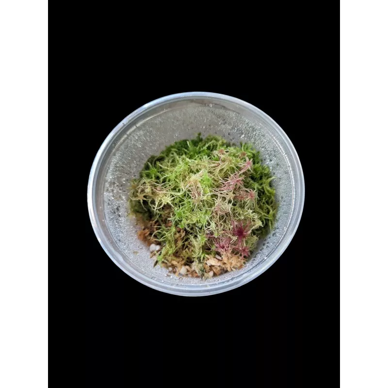 Live Sphagnum Moss