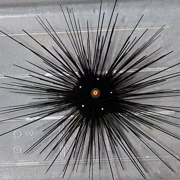 Long Spine Urchin – Small