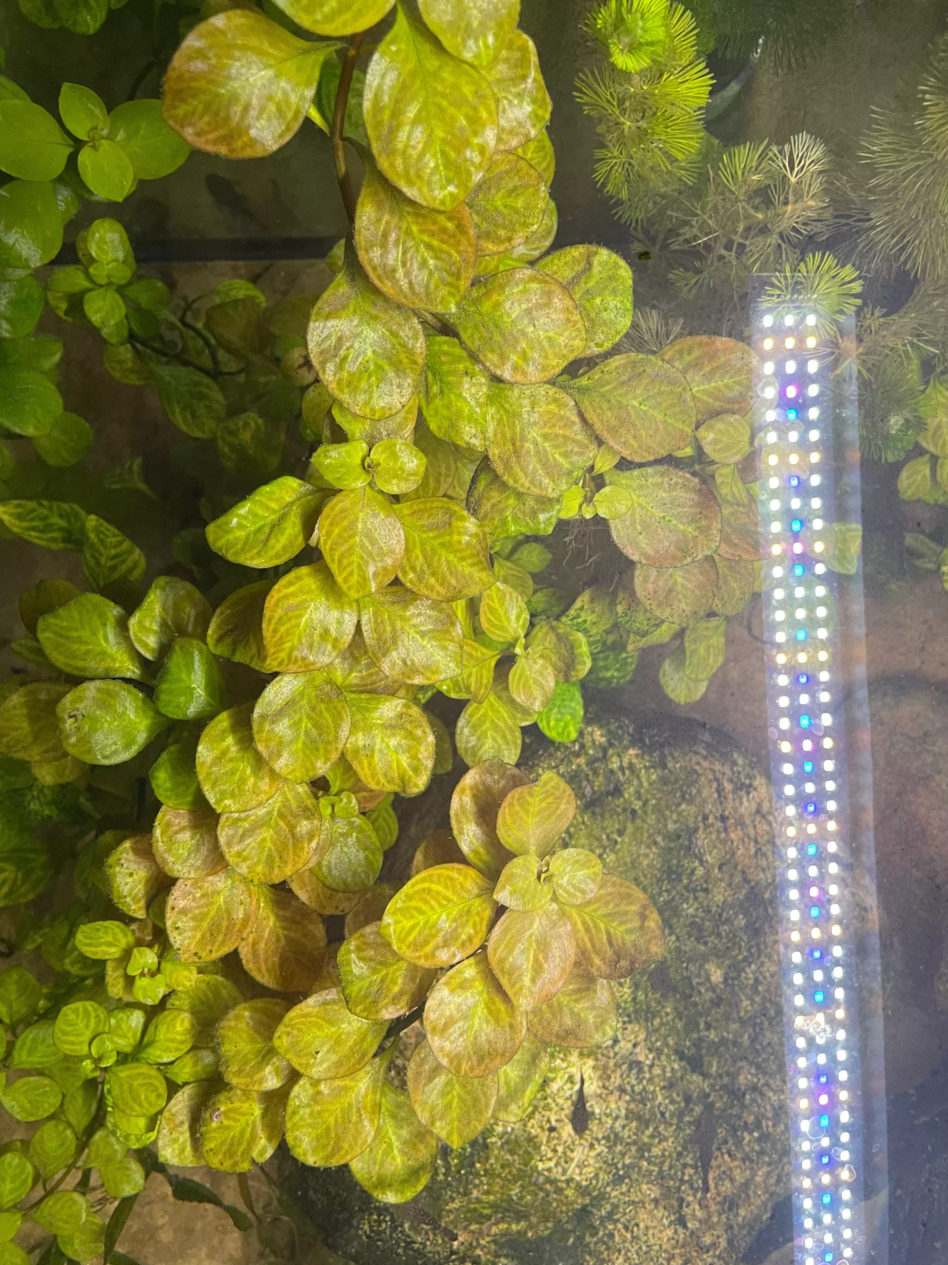 Ludwigia Red Skeleton