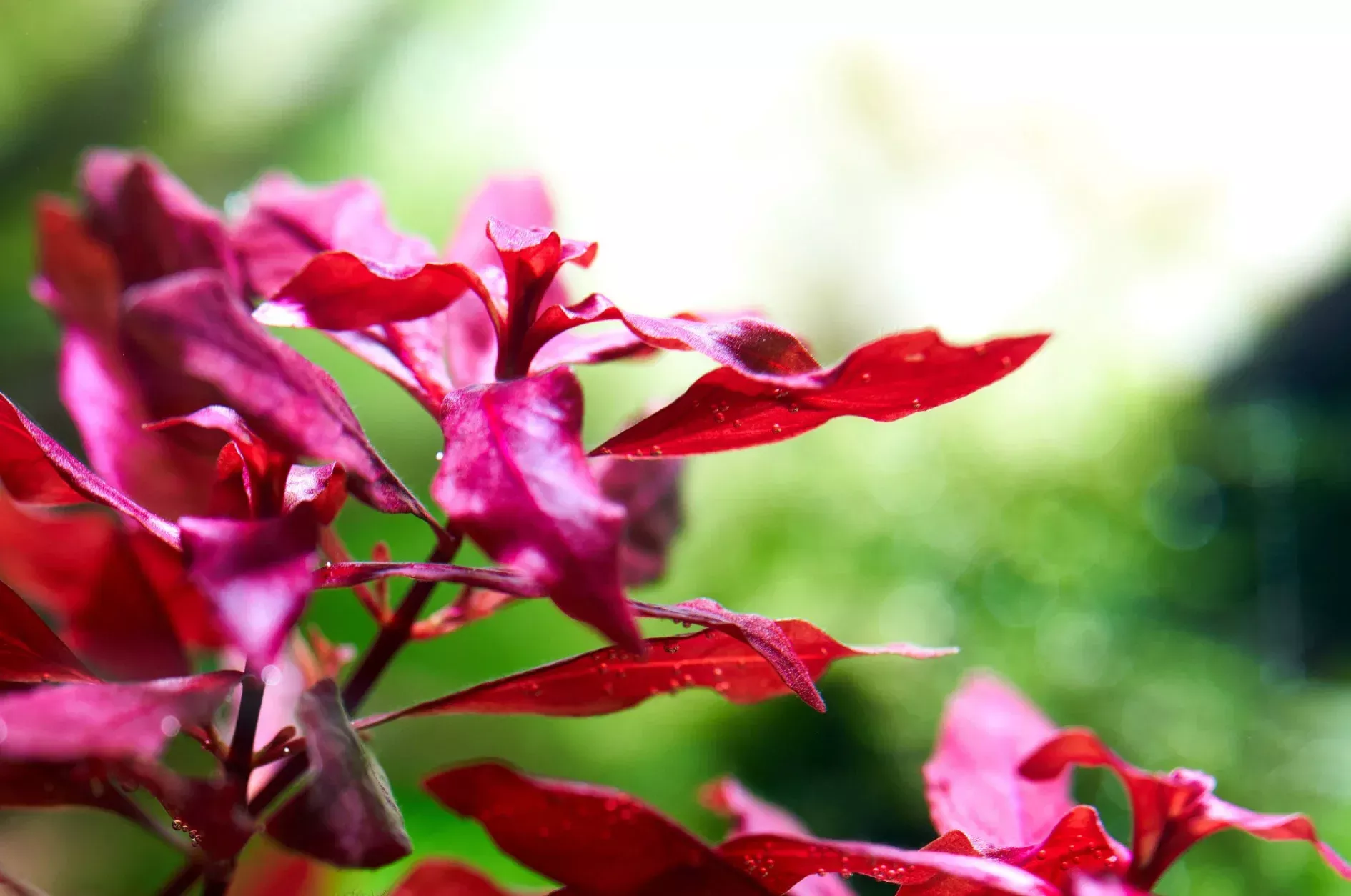 Ludwigia Repens ’Super Red’