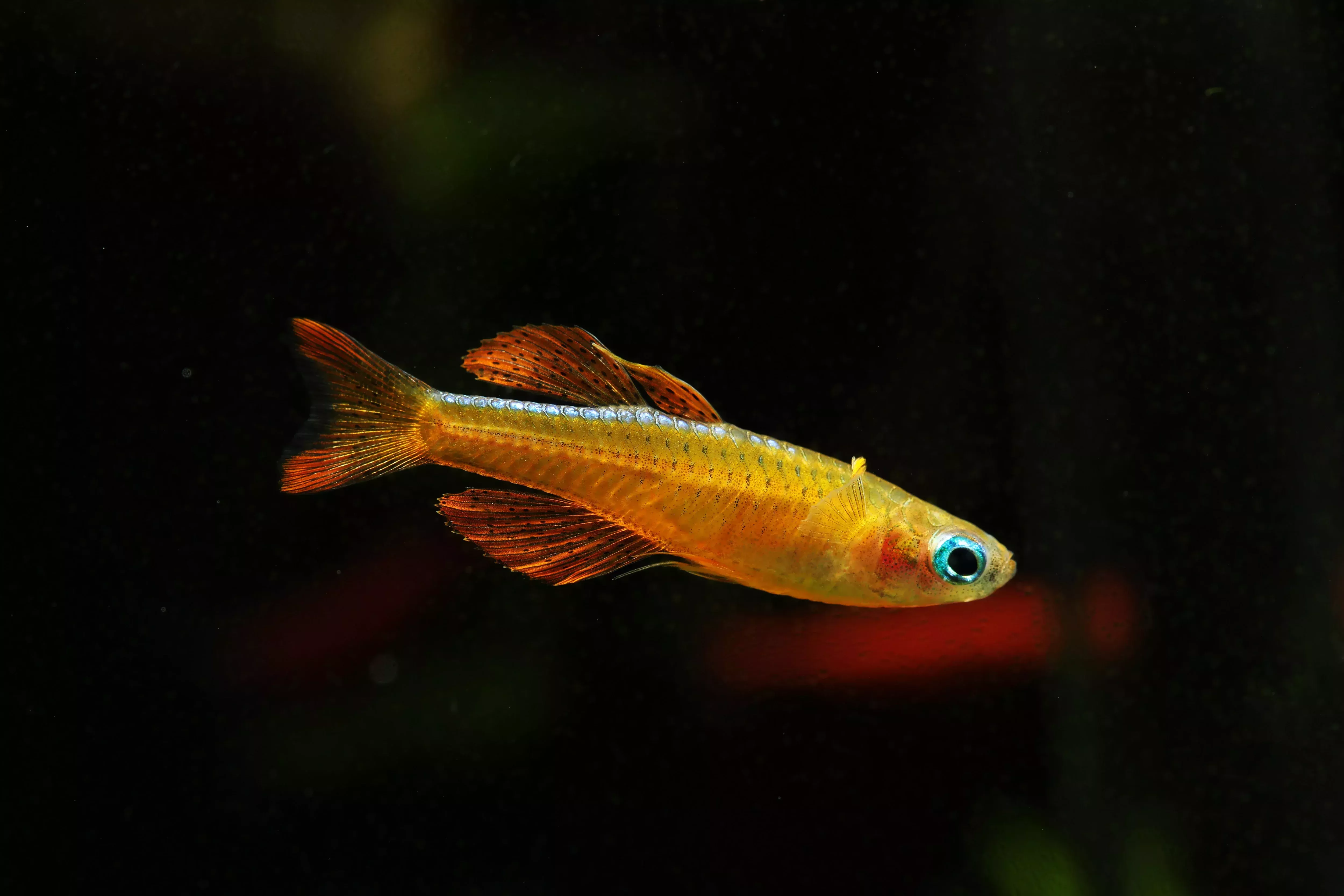 Luminatus Rainbowfish