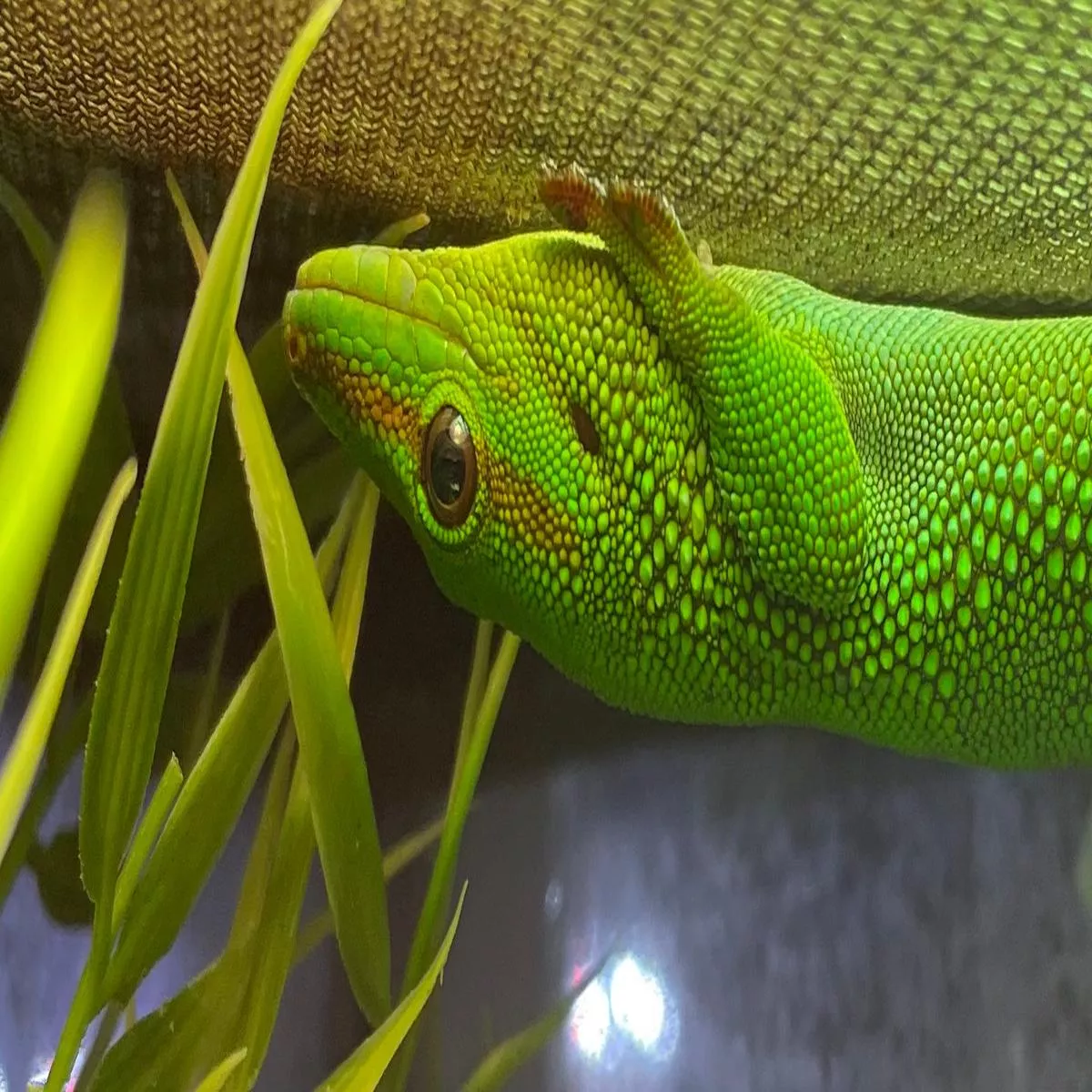 Madagascar Day Gecko