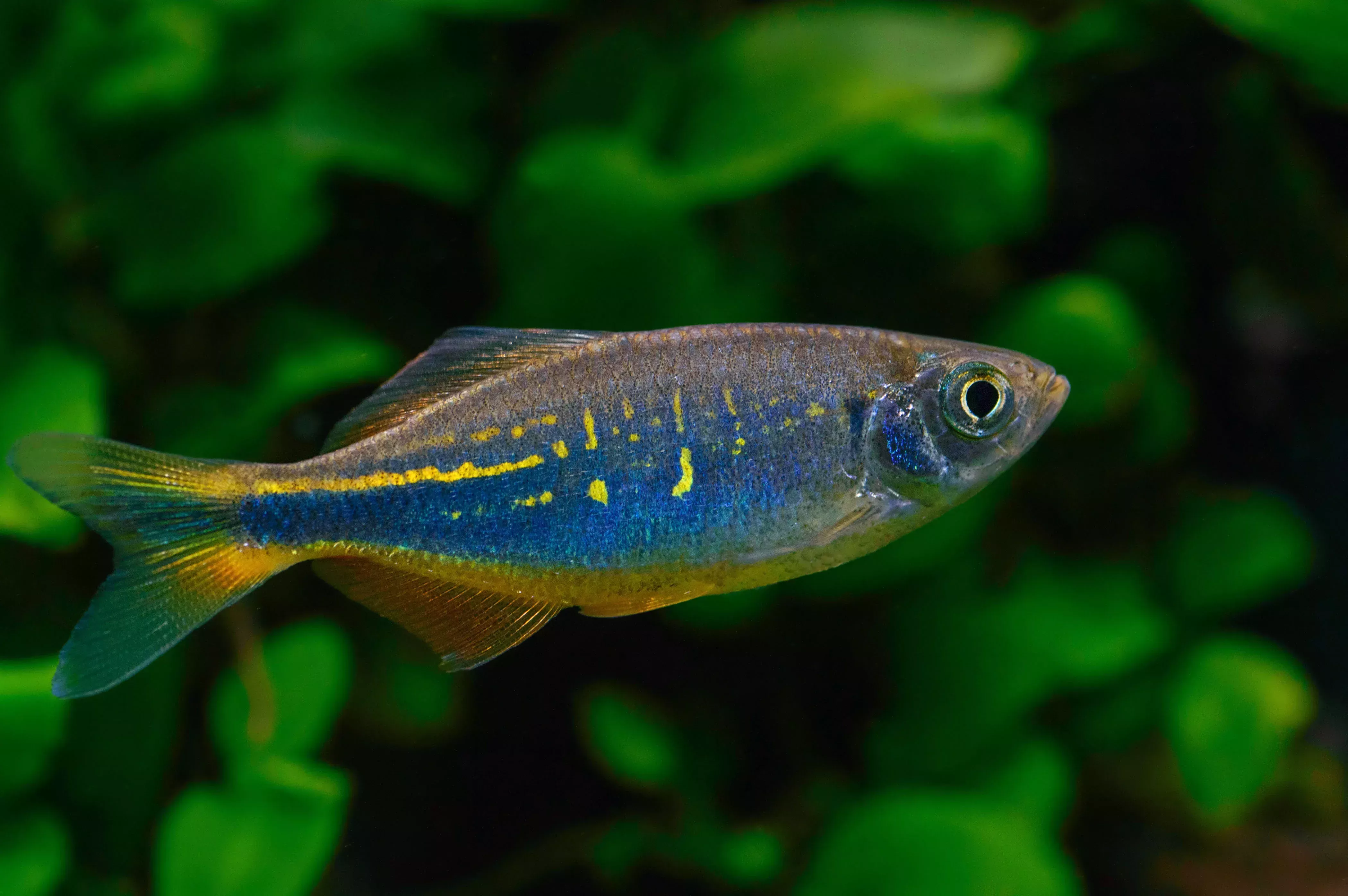 Malabar Danio