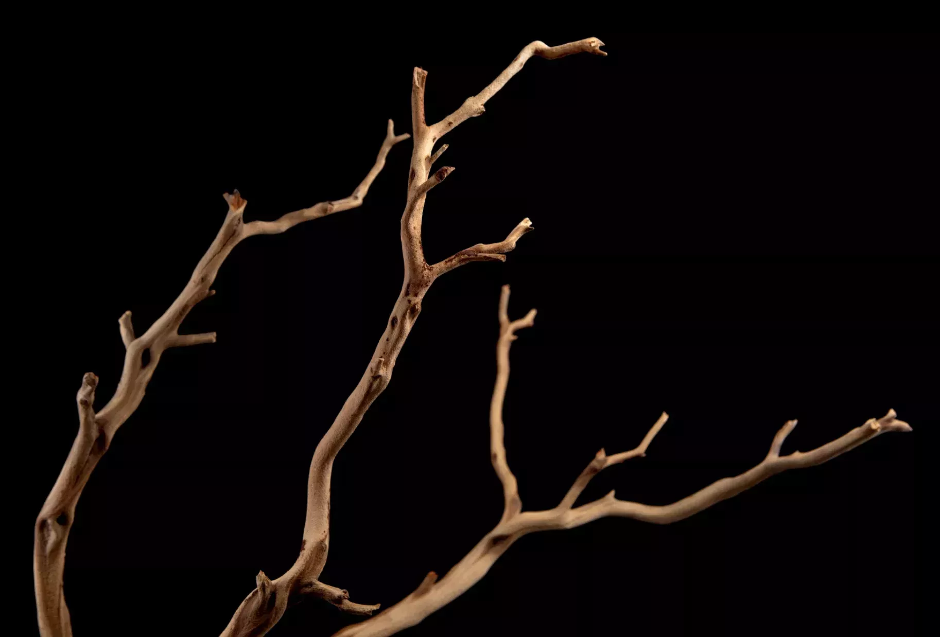 Manzanita Wood