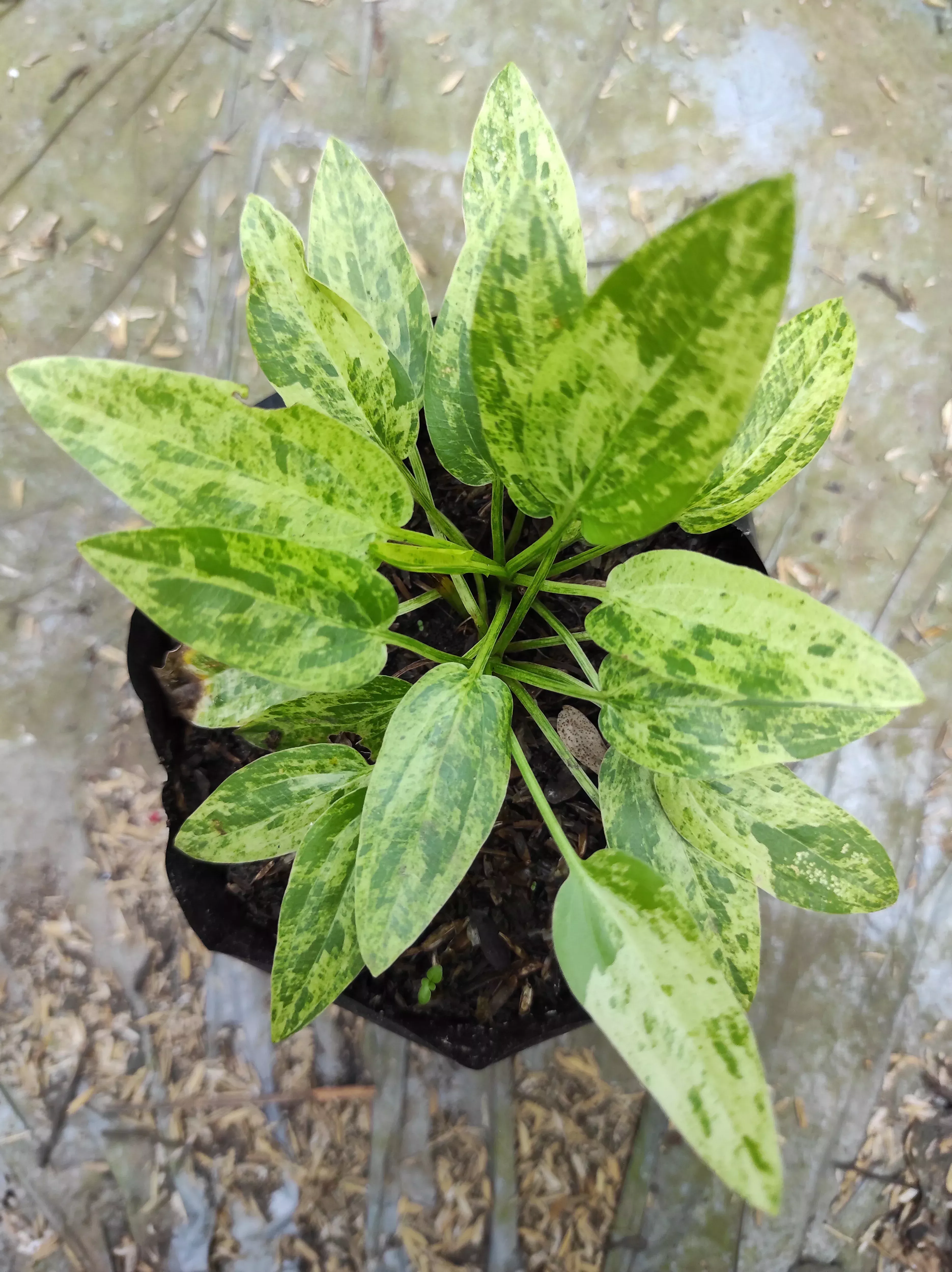 Marble Queen Sword