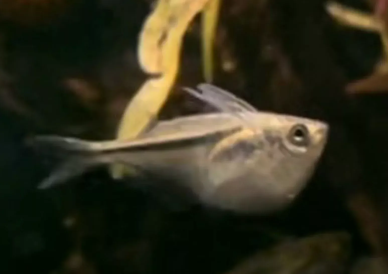Marthae Hatchetfish