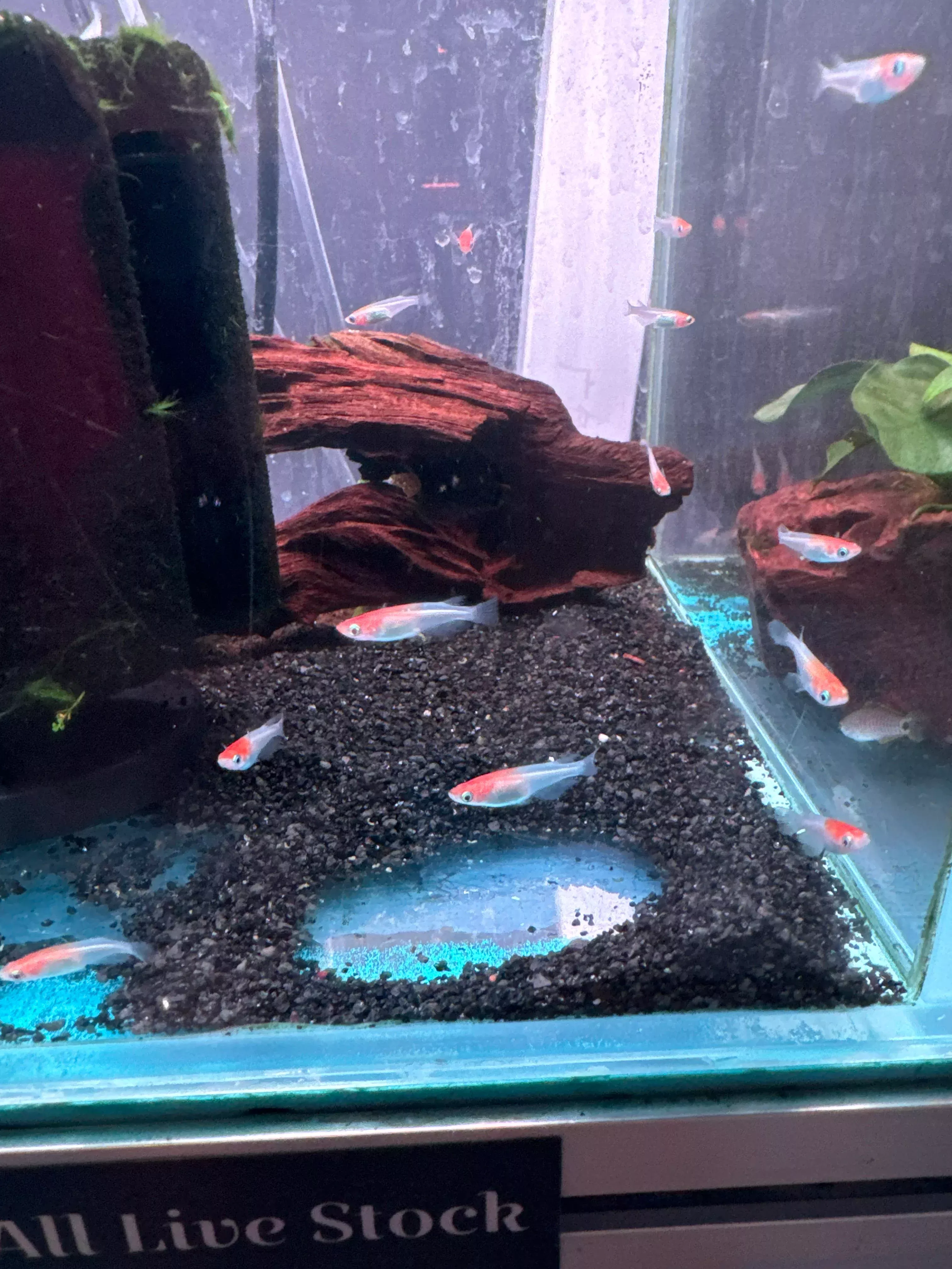 Medaka Red Cap rice fish (Oryzias Latipes)