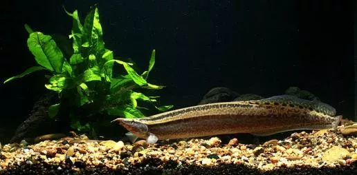 MEKLONG SPINEY EEL (Macrognathus meklongensis)