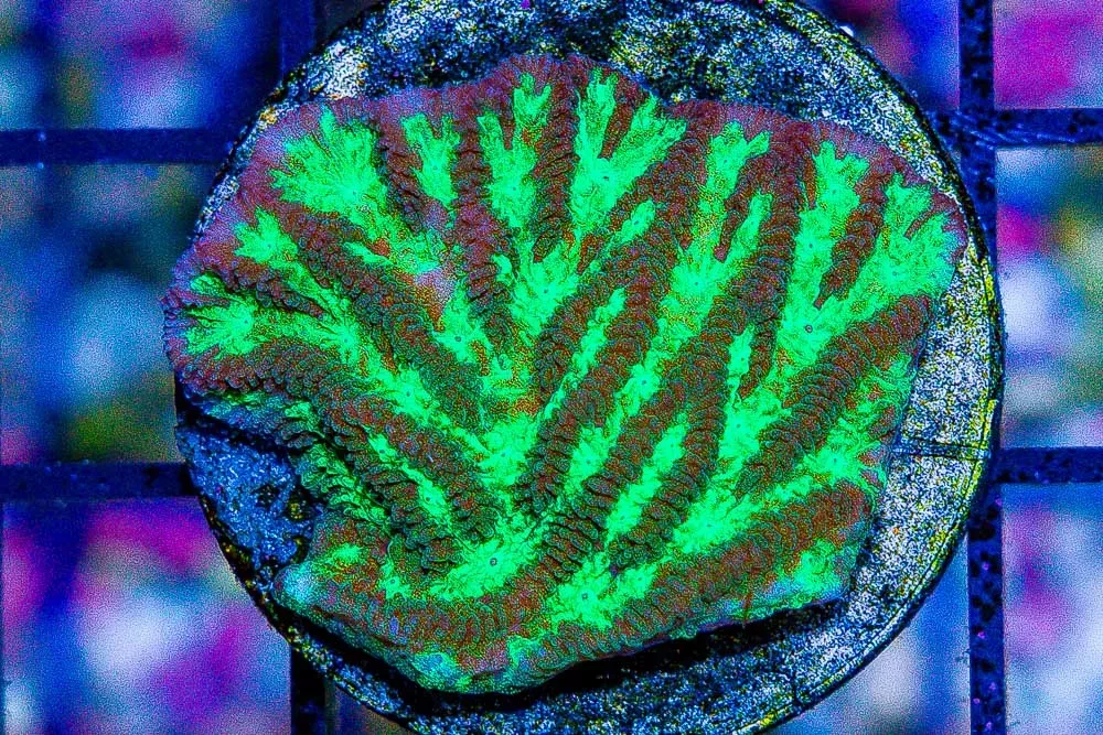 Merulina Lettuce Frag