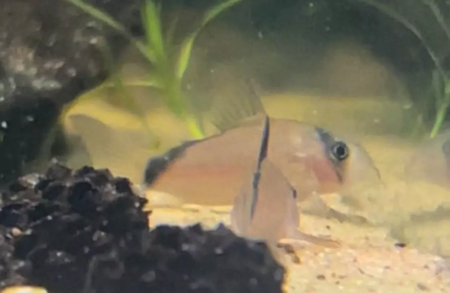 Meta Cory