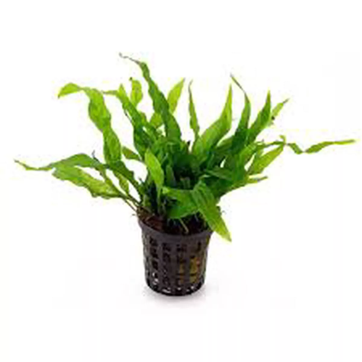 Microsorum pteropus (Java Fern)w/ Plant Weights