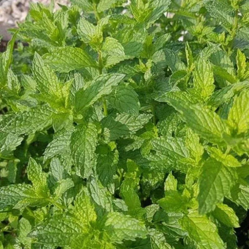 MINT MOROCCAN 5″ POT | Plants
