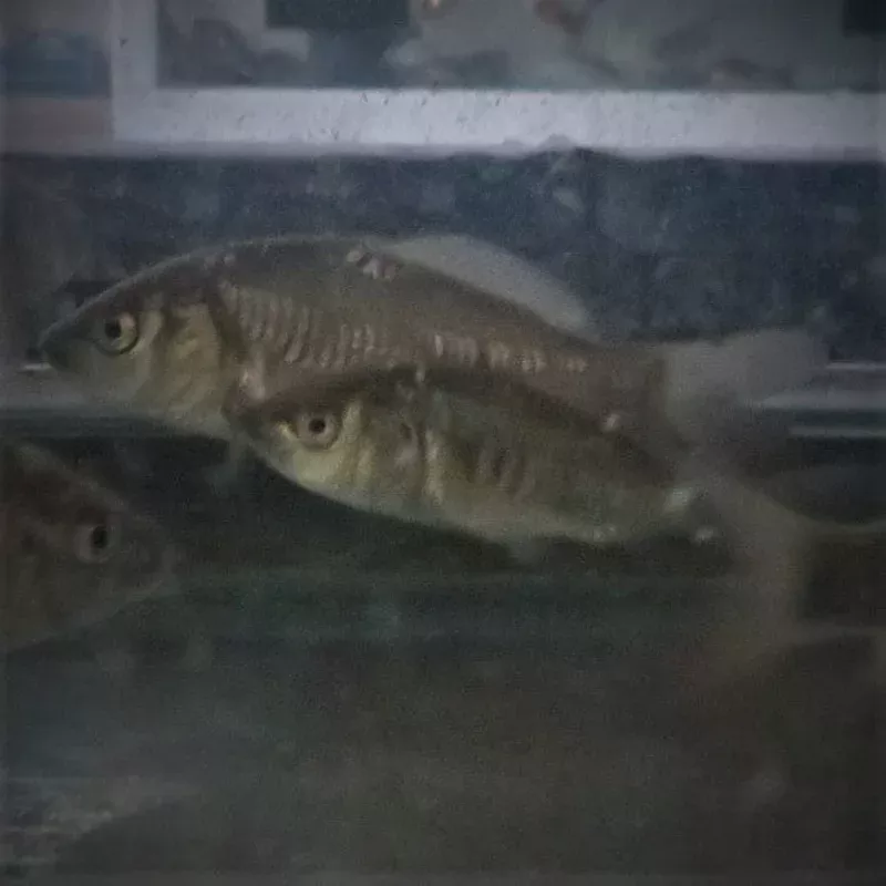 Mirror Carp 3-4″ inches