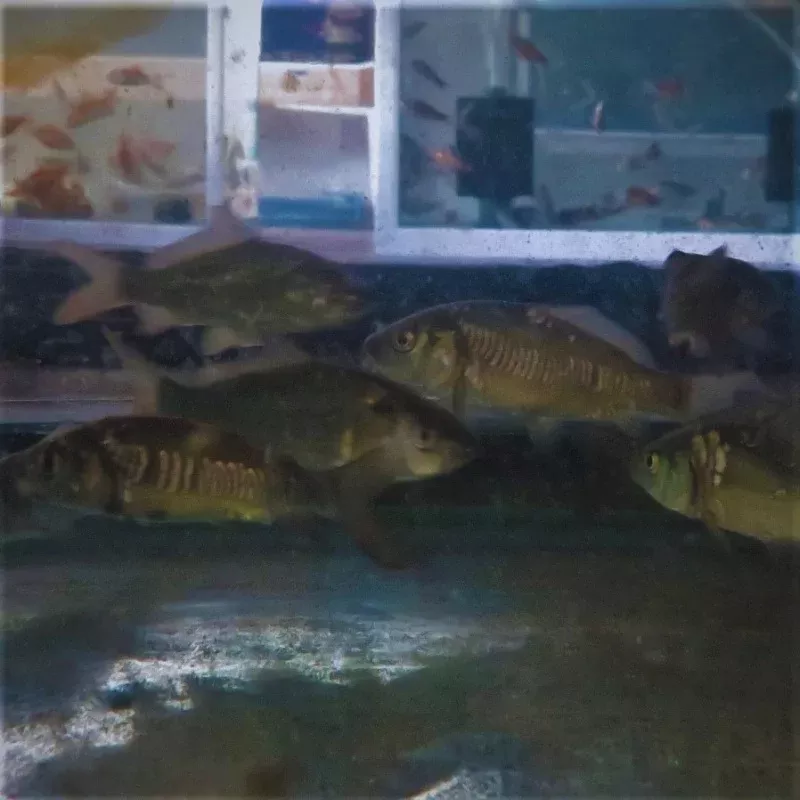 Mixed Bundle Common & Mirror Carp 2-3″