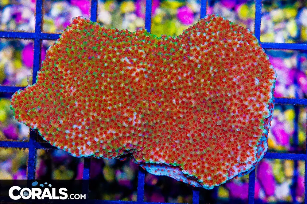 Montipora – Australia Glowing Red Polyps!