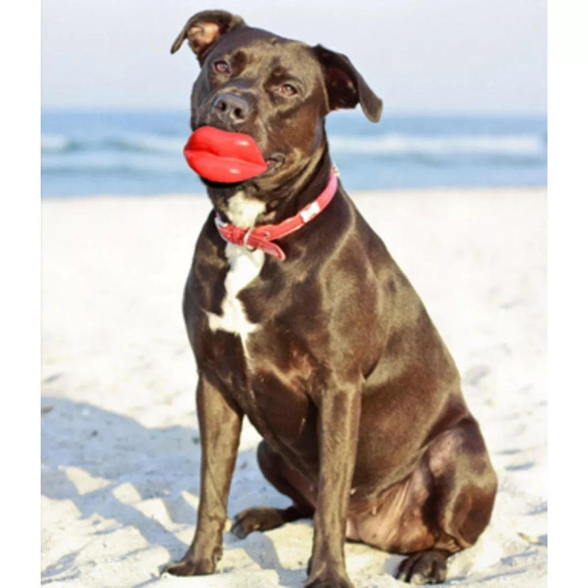 Moody Pet – Humunga Lips