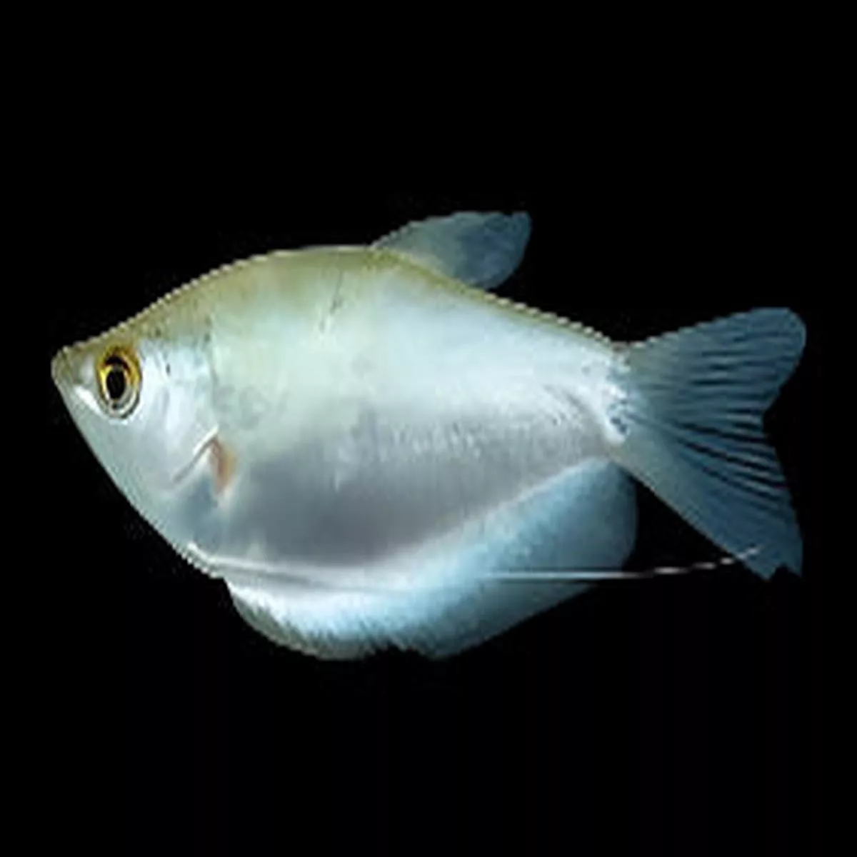 Moonlight Gourami